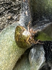 Megacopta punctatissima