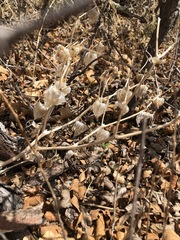 Physalis neomexicana