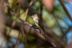 Empidonax occidentalis