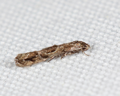 Mompha solomoni