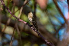 Empidonax occidentalis