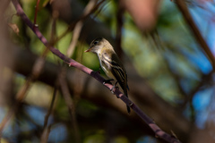 Empidonax occidentalis