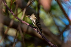 Empidonax occidentalis