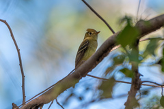 Empidonax occidentalis