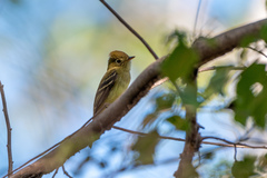 Empidonax occidentalis