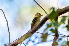Empidonax occidentalis