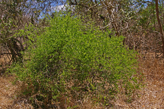 Ximenia americana