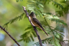 Empidonax occidentalis