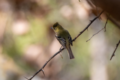 Empidonax occidentalis
