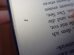 Trichomyrmex destructor