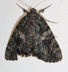 Catocala umbrosa