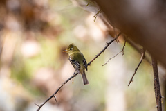Empidonax occidentalis