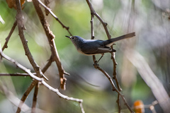 Polioptila caerulea