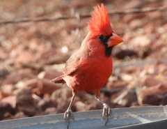 Cardinalis cardinalis superbus