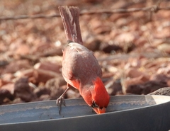 Cardinalis cardinalis superbus