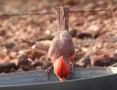 Cardinalis cardinalis superbus
