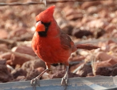 Cardinalis cardinalis superbus