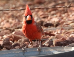 Cardinalis cardinalis superbus