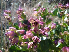 Mirabilis macfarlanei