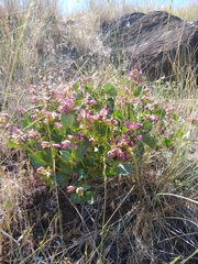 Mirabilis macfarlanei
