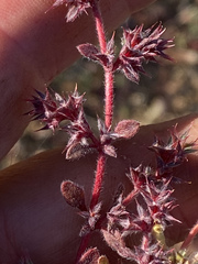Chorizanthe polygonoides longispina