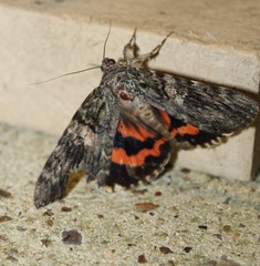 Catocala umbrosa