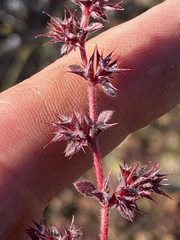 Chorizanthe polygonoides longispina
