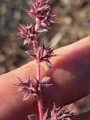 Chorizanthe polygonoides longispina