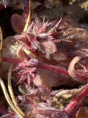 Chorizanthe polygonoides longispina