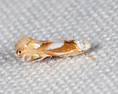 Phyllonorycter fitchella