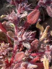 Chorizanthe polygonoides longispina