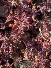 Chorizanthe polygonoides longispina