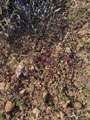 Chorizanthe polygonoides longispina