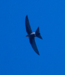 Apus pacificus