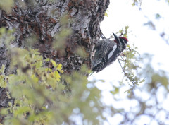 Sphyrapicus nuchalis