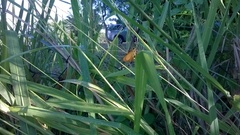 Choranthus vitellius