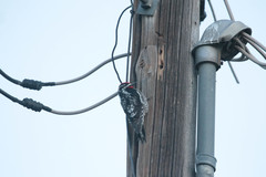 Sphyrapicus nuchalis