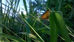 Choranthus vitellius