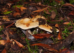 Russula neerimea