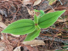 Miconia submontana