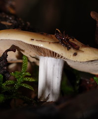 Russula neerimea