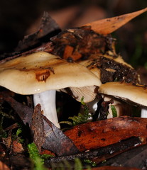 Russula neerimea