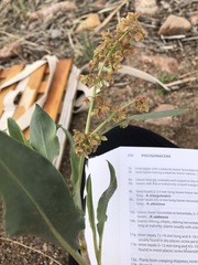 Rumex venosus
