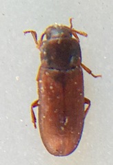 Tribolium castaneum
