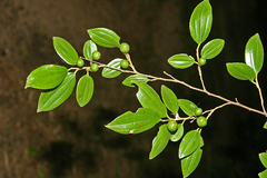 Ziziphus pubescens
