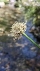 Calliscirpus criniger