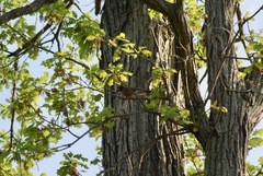 Turdus migratorius migratorius