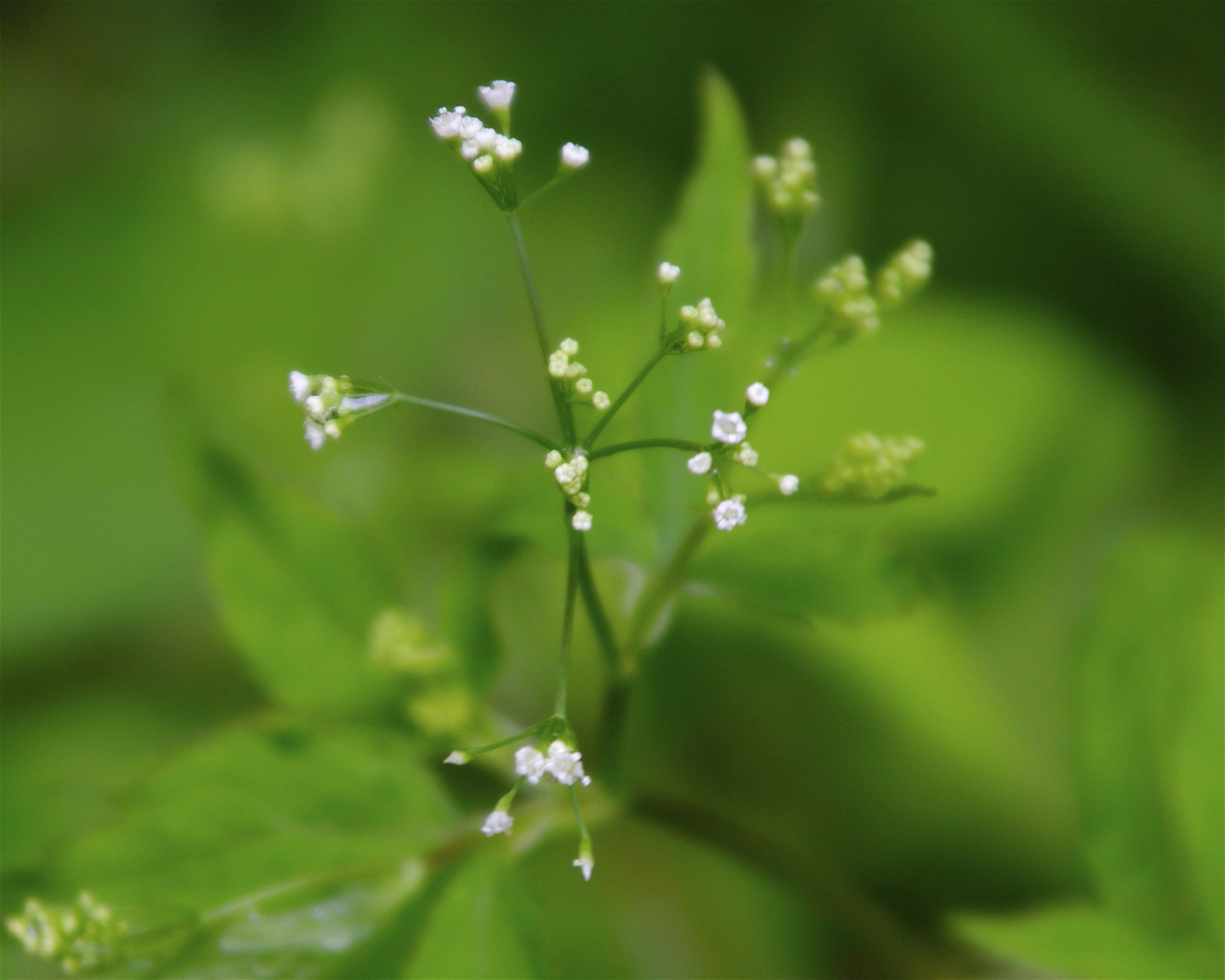 Cryptotaenia
