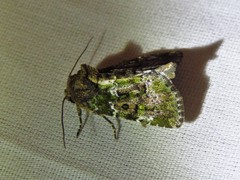 Oligia chlorostigma
