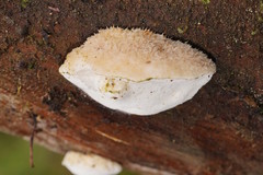 Postia lactea